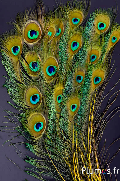 Paon bleu oeil-sabre - 25-35 cm - jaune